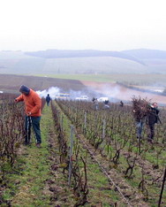 Parcelle de chardonnay - Tauxiéres - Vignoble Yves Ruffin - Taille entraide - groupe AIVABC - Février 2008